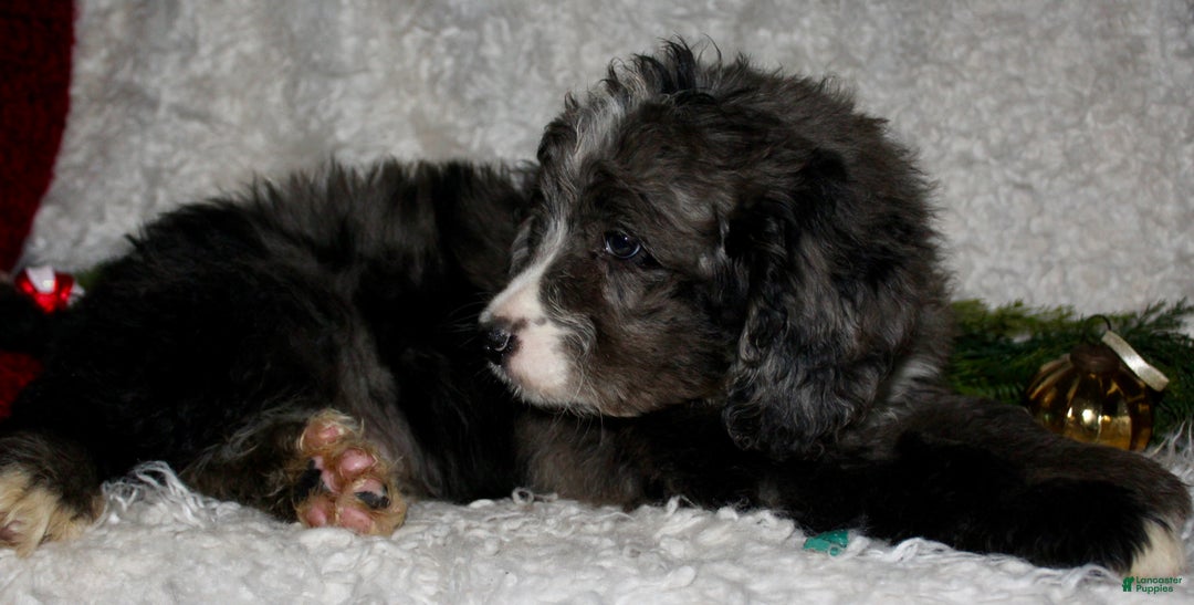 Bernedoodle dogs for sale: Buddy - Ad 5