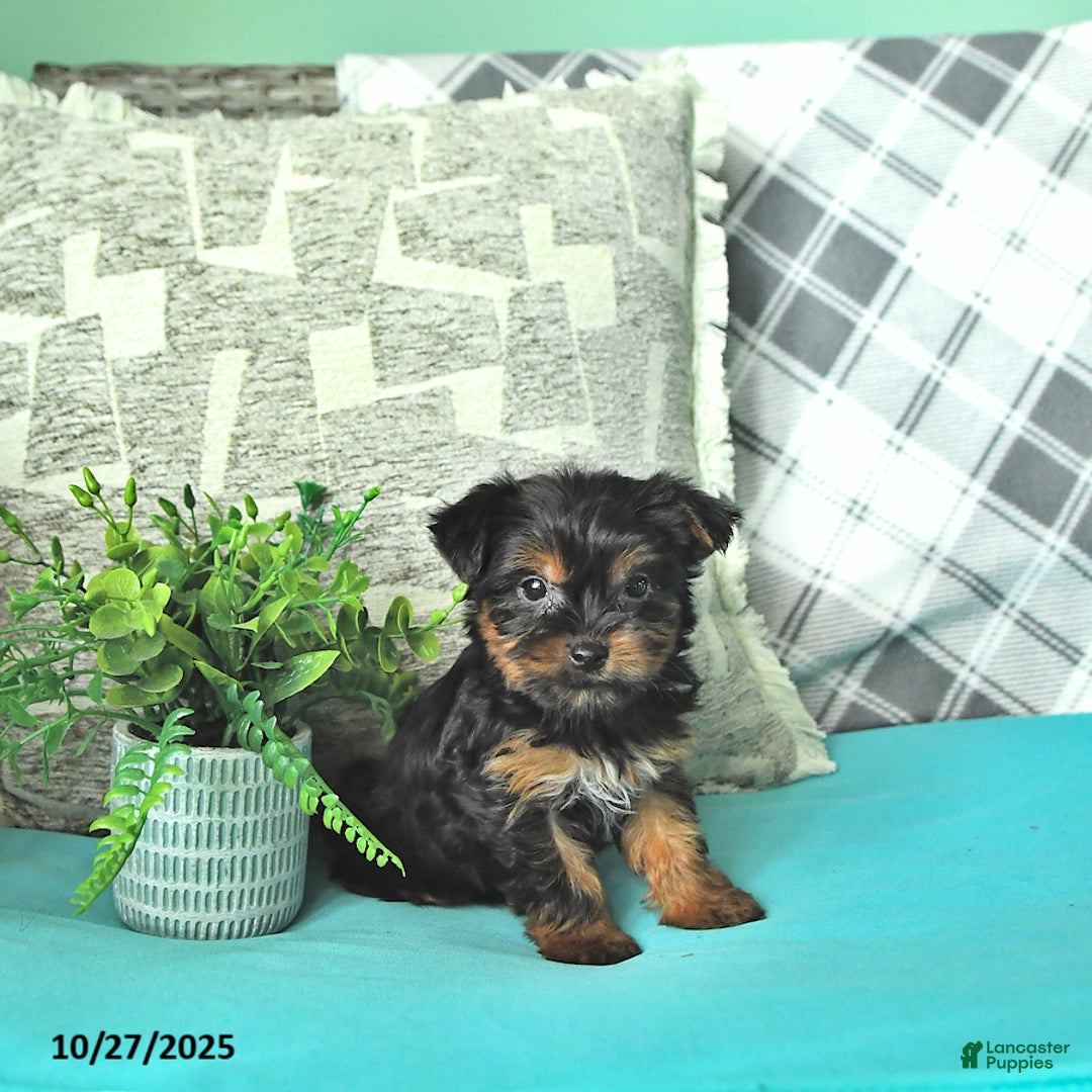 Yorkshire Terrier dogs for sale: Kelly - Ad 2