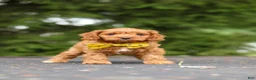 Cavapoo dogs for sale: Jagger - Ad 11