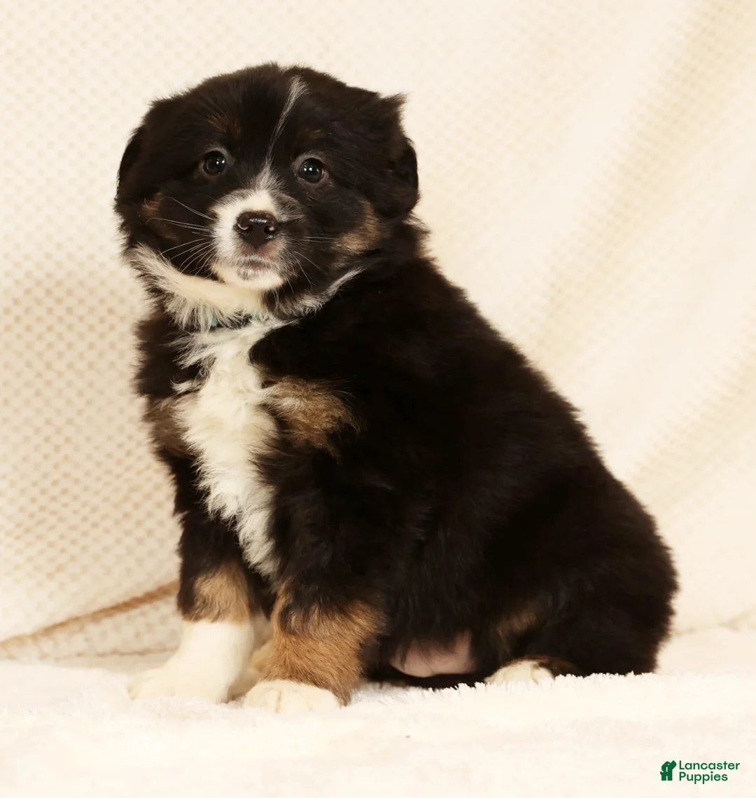 Miniature Australian Shepherd dogs for sale: Ernie - Ad 3