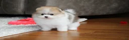 Pomeranian dogs for sale: Teacup Preston - Ad 3