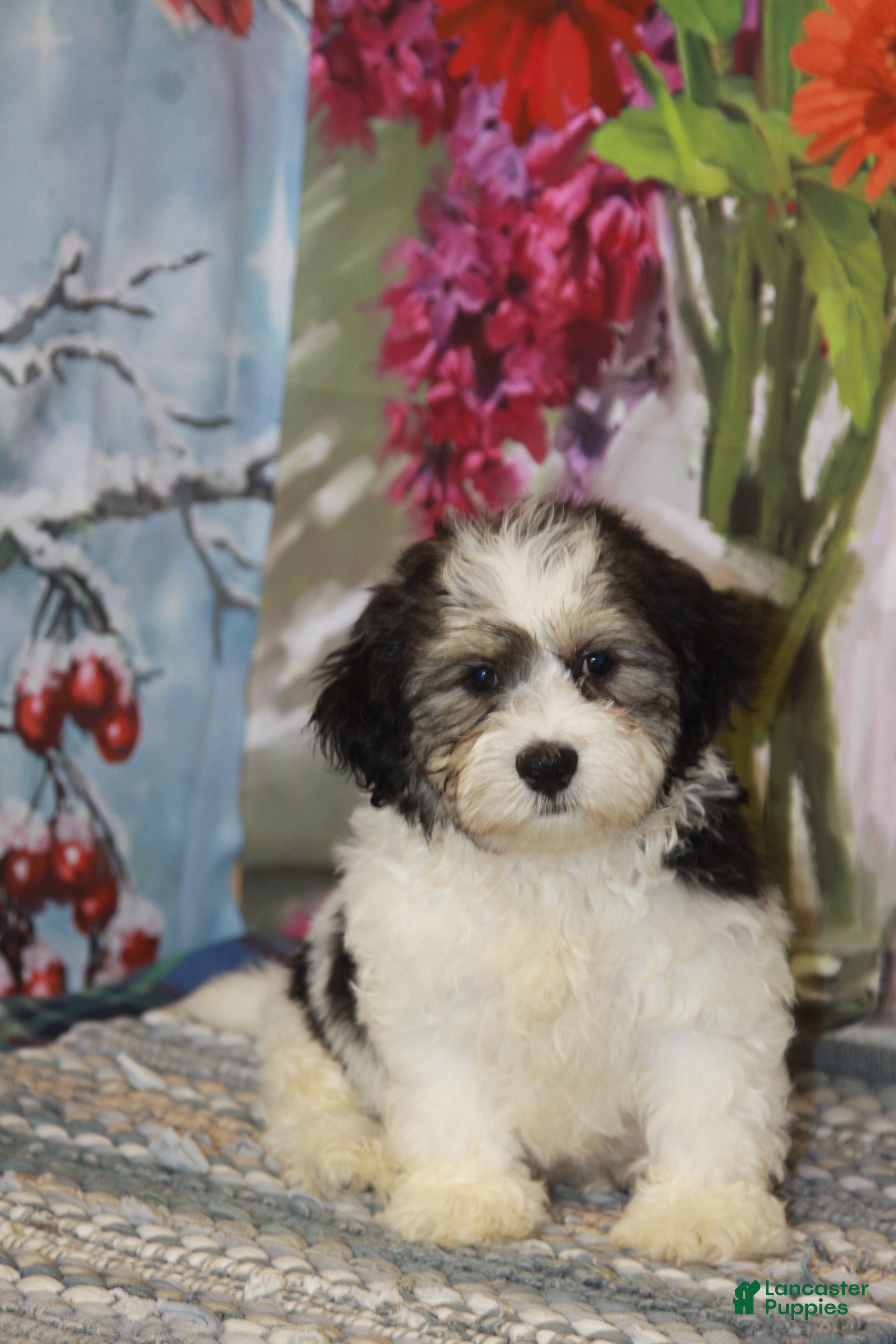 Havanese dogs Captain - Ad 2