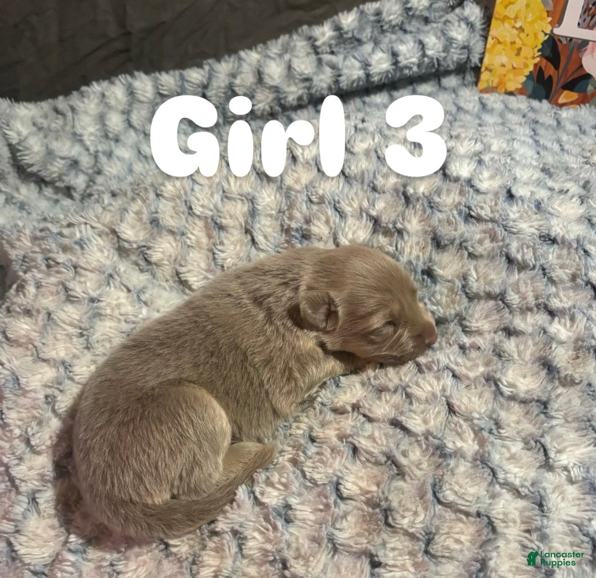 German Shepherd dogs Girl 3 - Ad 28