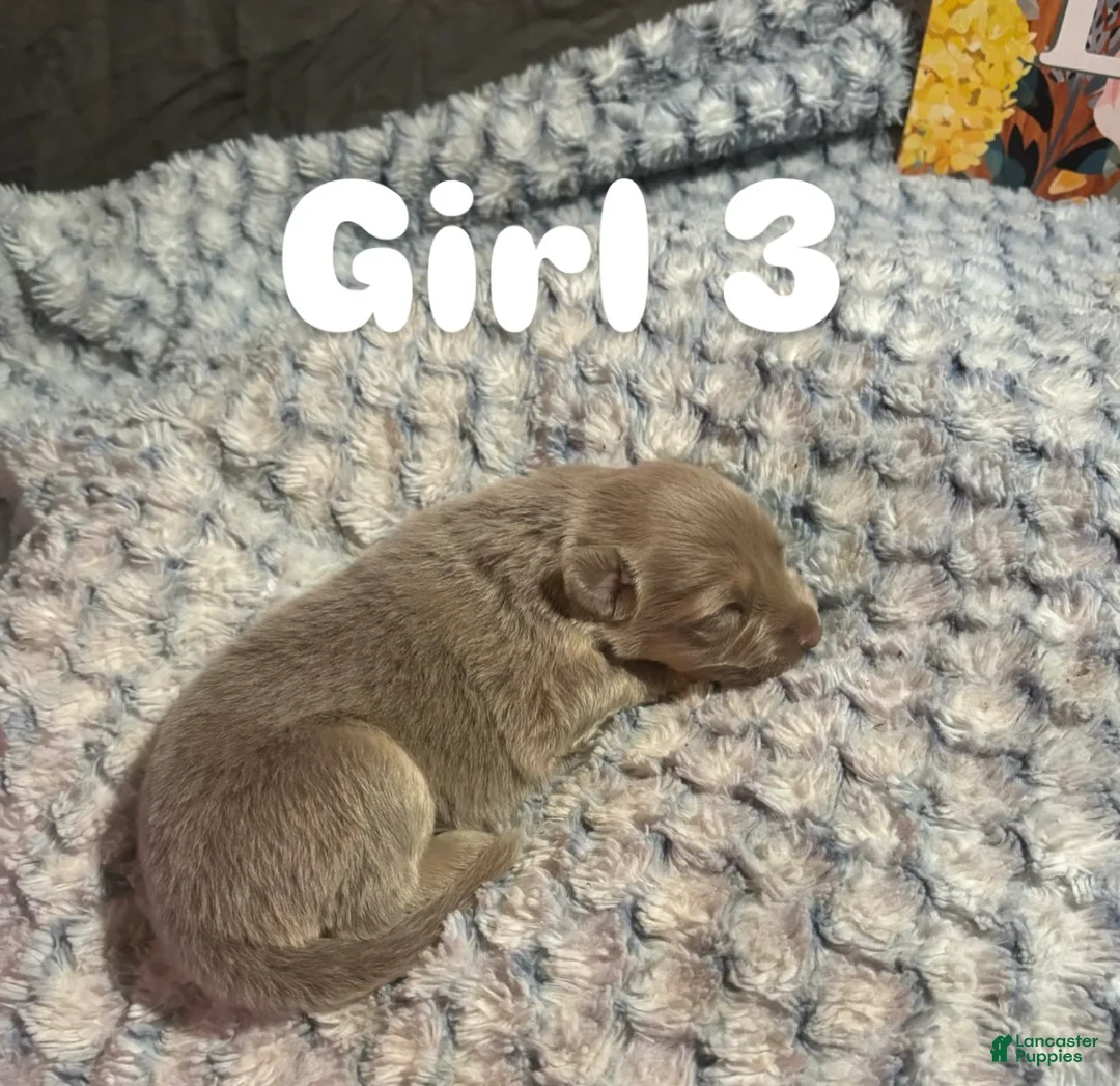 German Shepherd dogs for sale: Girl 3 - Ad 1