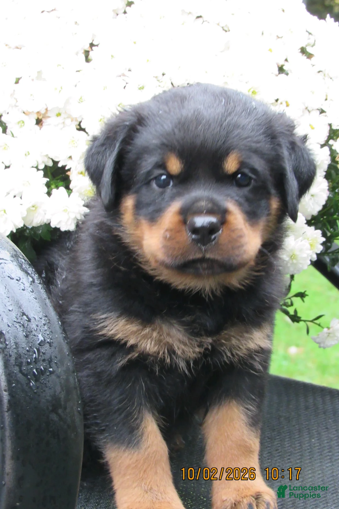 Rottweiler dogs for sale: Rottweiler 2 Rosie - Ad 3