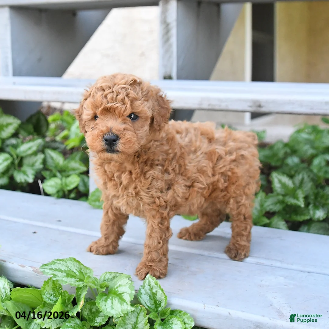 Miniature Poodle dogs for sale: Buster - Ad 2