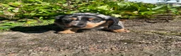 Miniature Dachshund dogs for sale: Buster - Ad 3