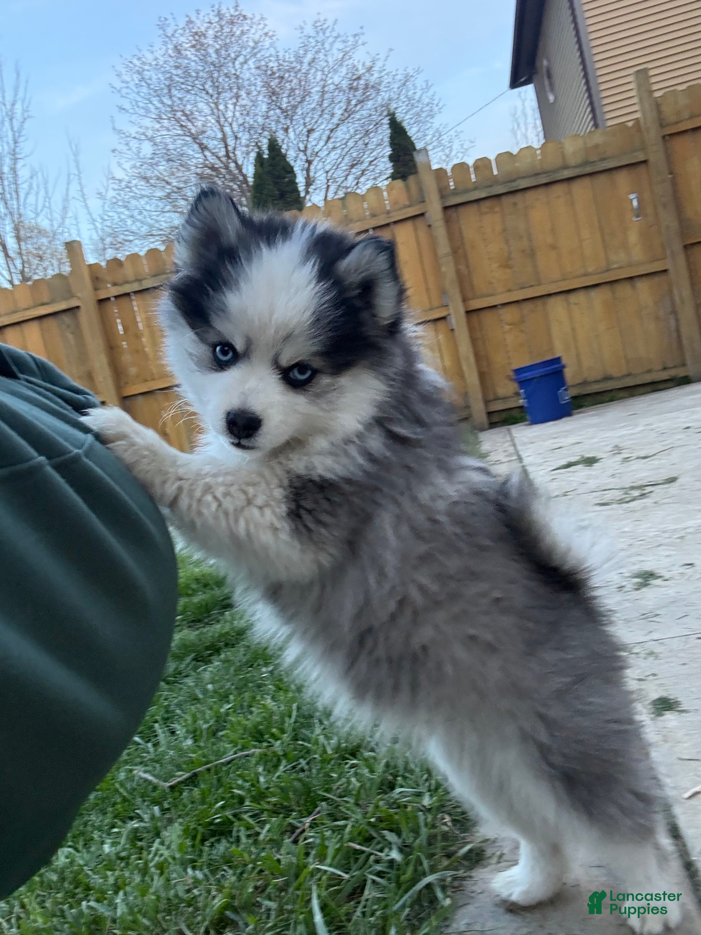 Pomsky dogs Riddoc - Ad 14