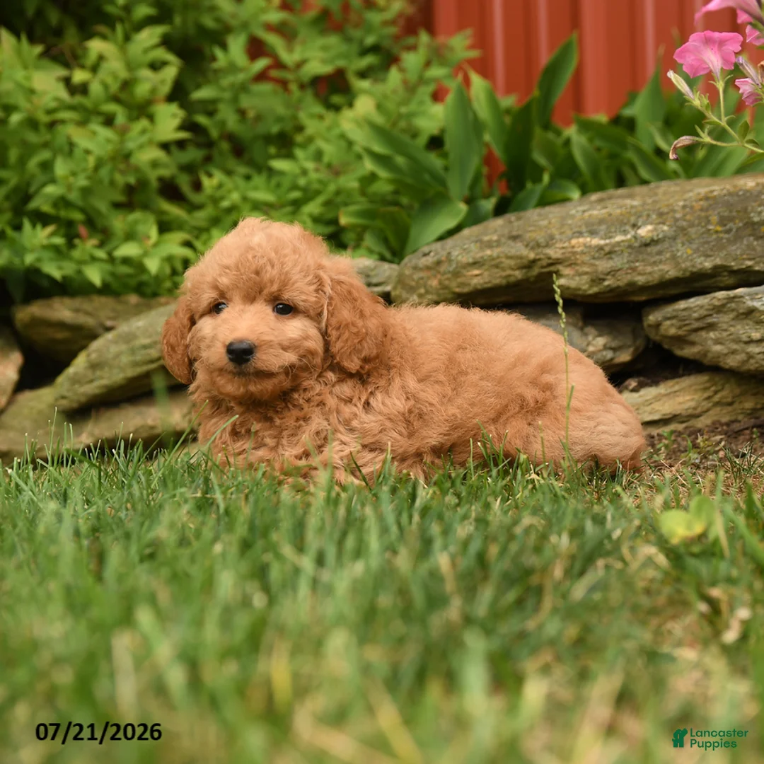 Mini Goldendoodle dogs for sale: Quake - Ad 3