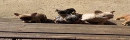 French Bulldog dogs for sale: Goldie - Ad 6