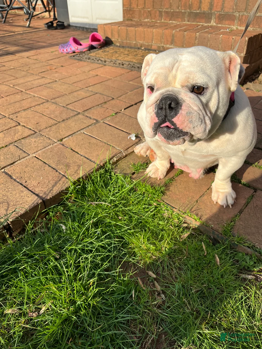 English Bulldog dogs for sale: English Bulldog Puppy 1 - Ad 2