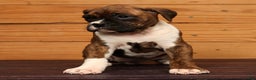 Boxer dogs for sale: Snowy - Ad 5
