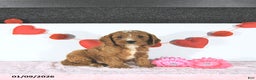 Cavapoo dogs for sale: Nicholas - Ad 1