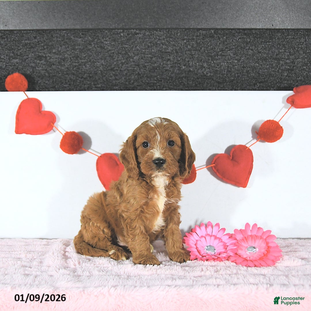 Cavapoo dogs for sale: Nicholas - Ad 1
