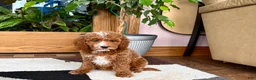 Cavapoo dogs for sale: Cavapoo male 2 - Ad 3