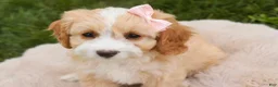 Mixed Breed dogs for sale: Tinker Bell Munchkin Bernedoodle - Ad 3