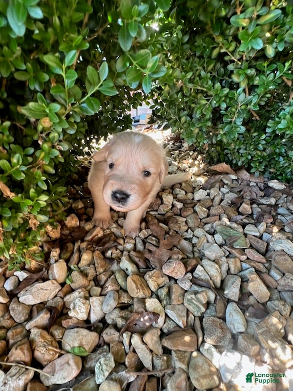 Golden Retriever dogs Ethan - Ad 1