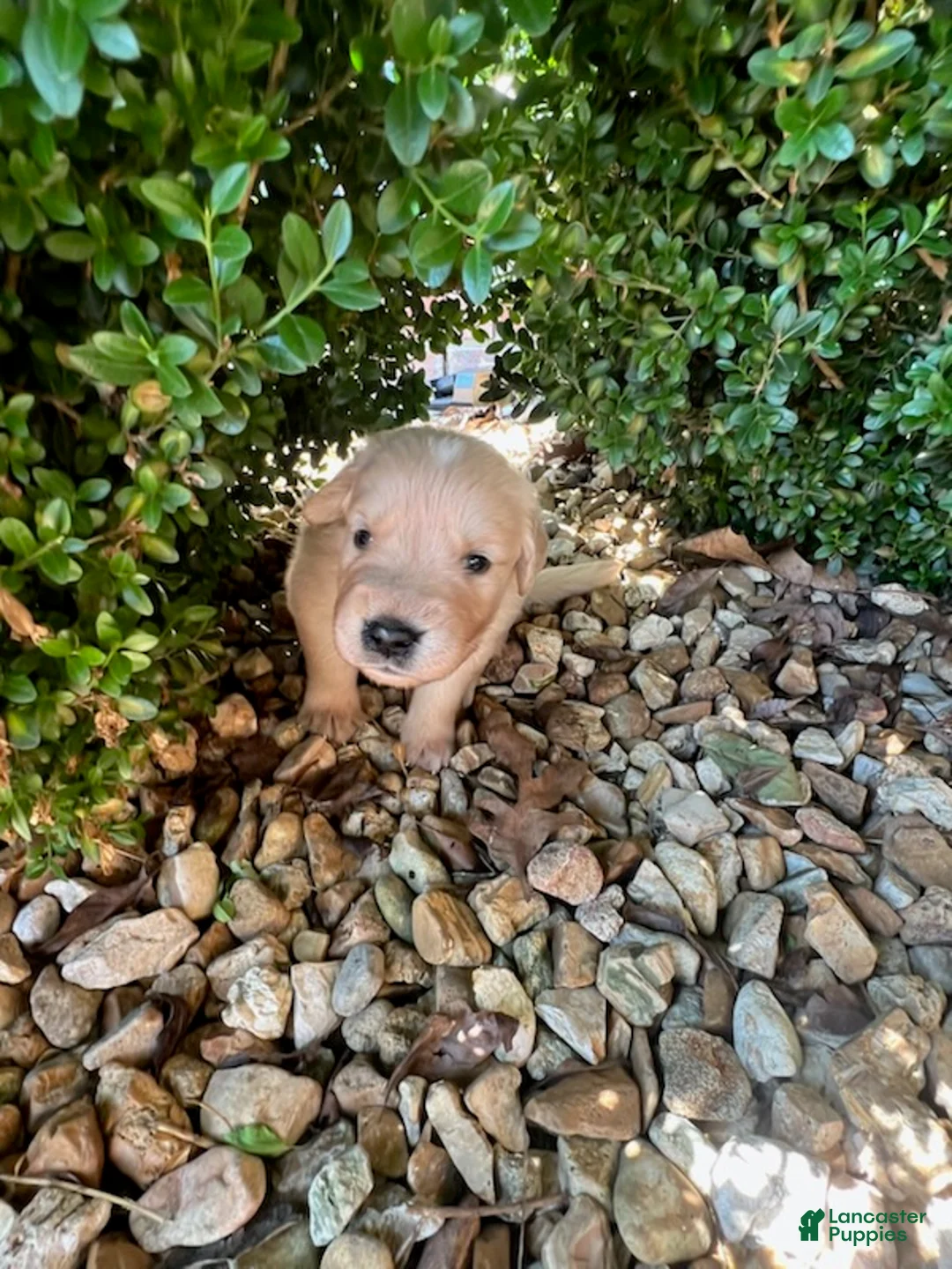 Golden Retriever dogs for sale: Ethan - Ad 1