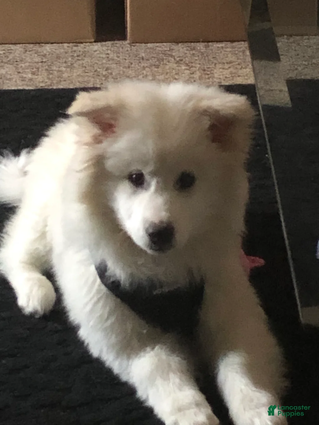 Mixed Breed dogs for sale: Mixed Breed Puppy 1 - Ad 3