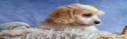 Cavachon dogs for sale: RUBY - Ad 8