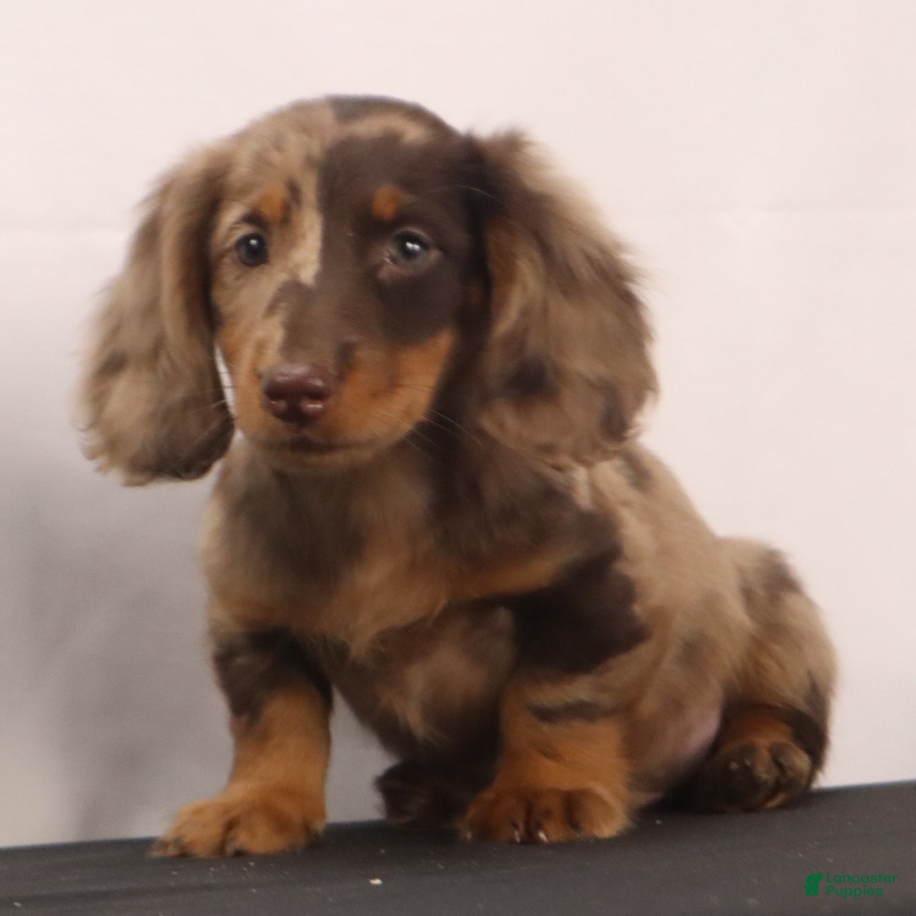 Dachshund dogs Rusty - Ad 2
