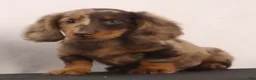 Dachshund dogs for sale: Rusty - Ad 2