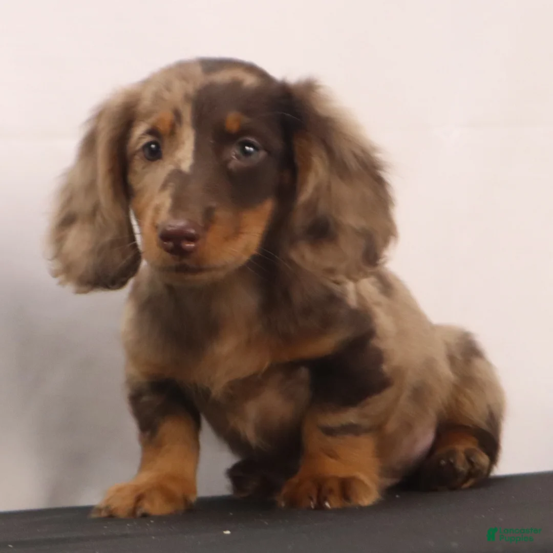 Dachshund dogs for sale: Rusty - Ad 2