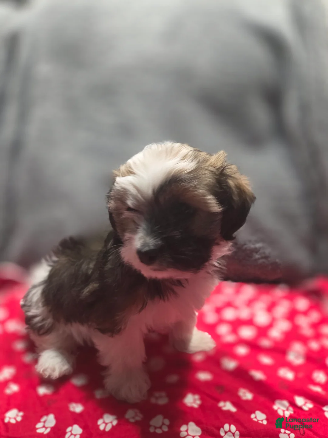 Havanese dogs for sale: Havanese Puppy 7- Gucci - Ad 1