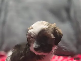 Havanese dogs Havanese Puppy 7- Gucci - Ad 21