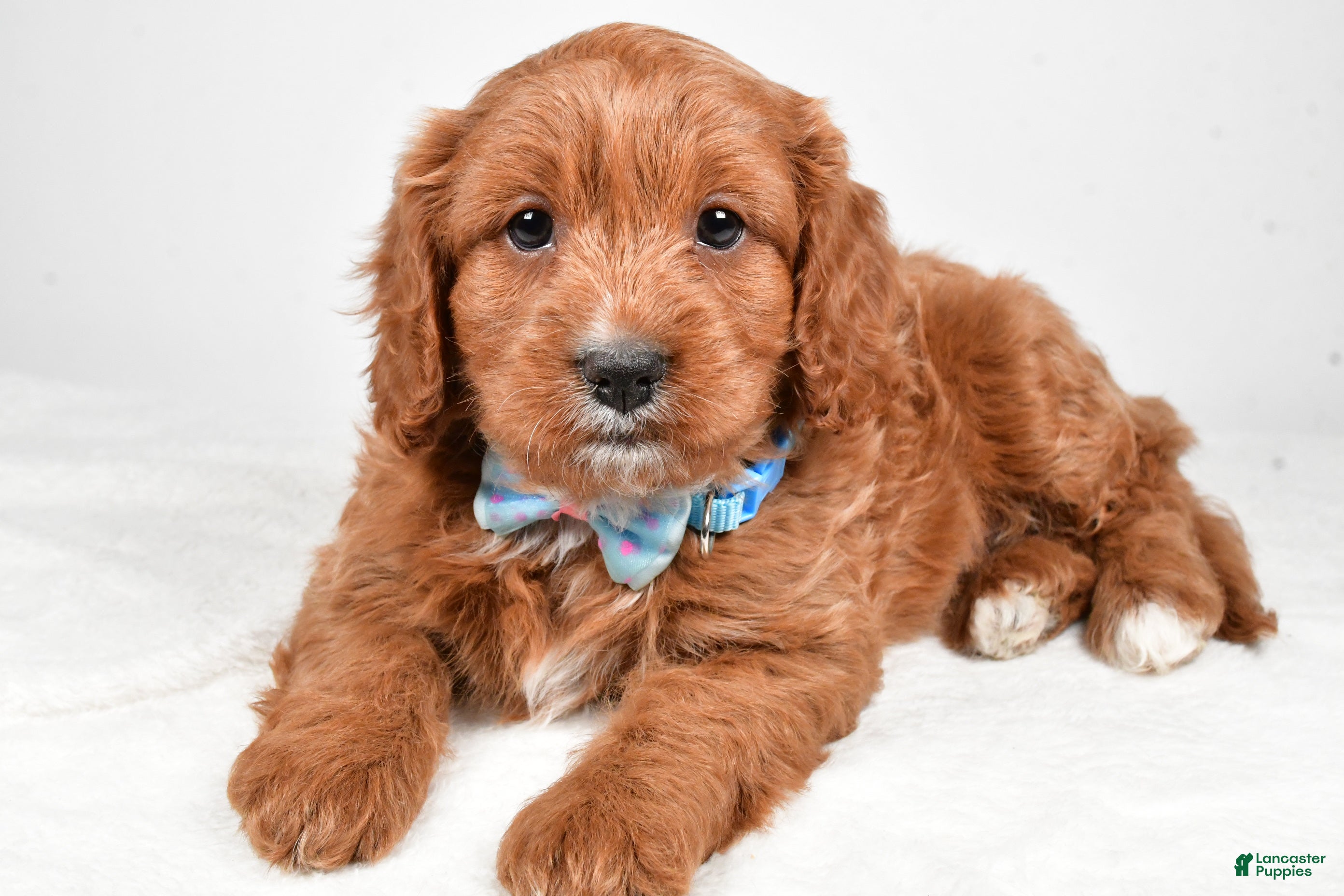 Cavapoo dogs Ashton - Ad 29