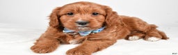 Cavapoo dogs for sale: Ashton - Ad 1