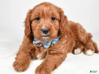 Cavapoo dogs Ashton - Ad 26