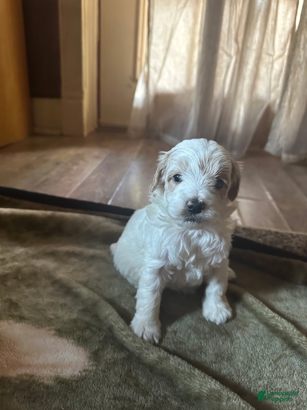 Mini Goldendoodle dogs Pippa - Ad 2