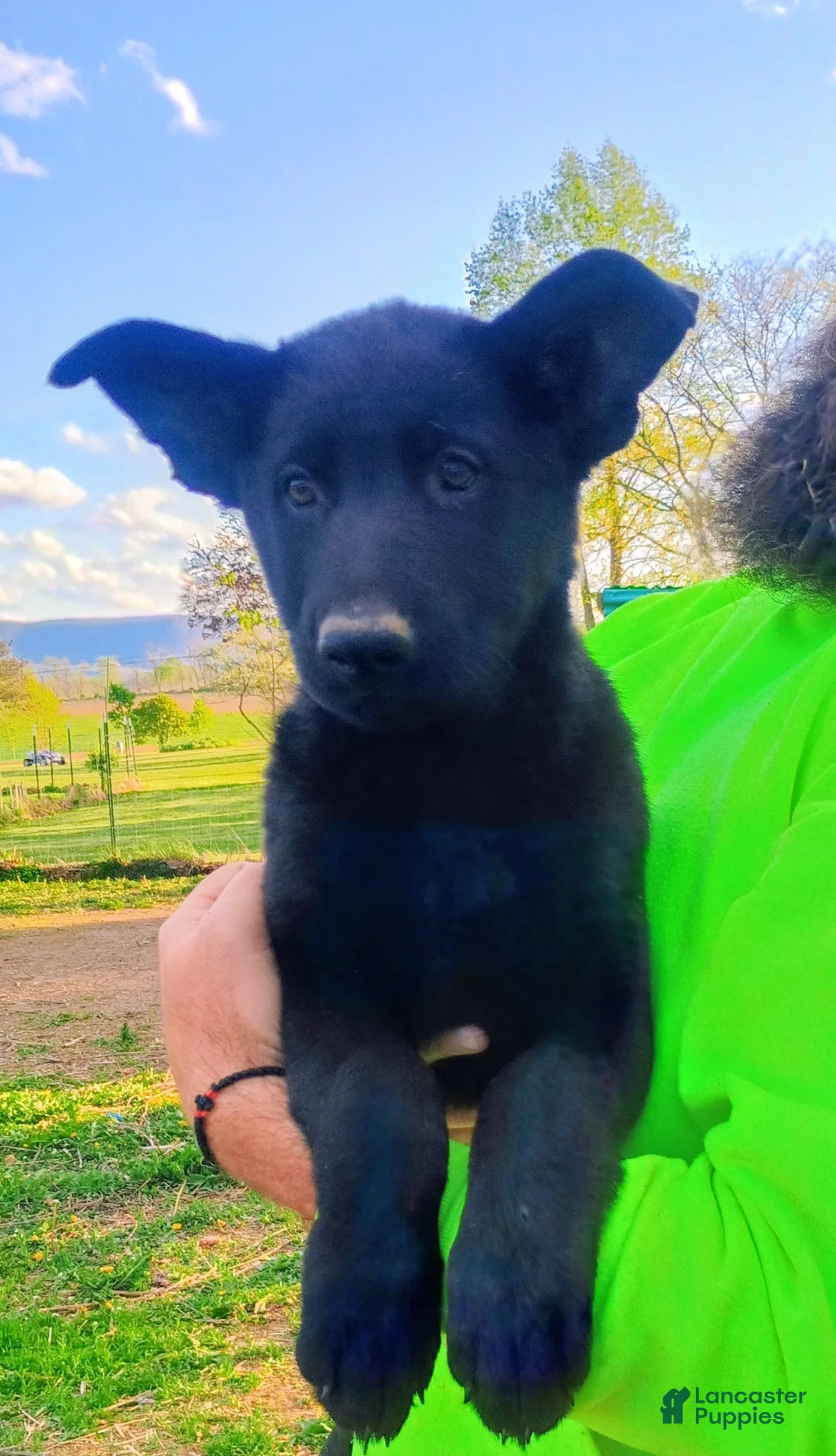 German Shepherd dogs for sale: German Shepherd Puppy 3 - Ad 1