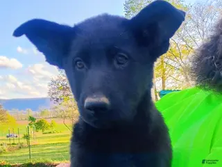 German Shepherd dogs German Shepherd Puppy 3 - Ad 5