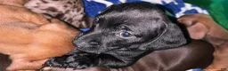 Dachshund dogs for sale: Dachshund Puppy 1 - Ad 6