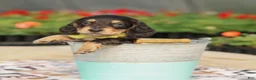 Miniature Dachshund dogs for sale: Echo  - Ad 4