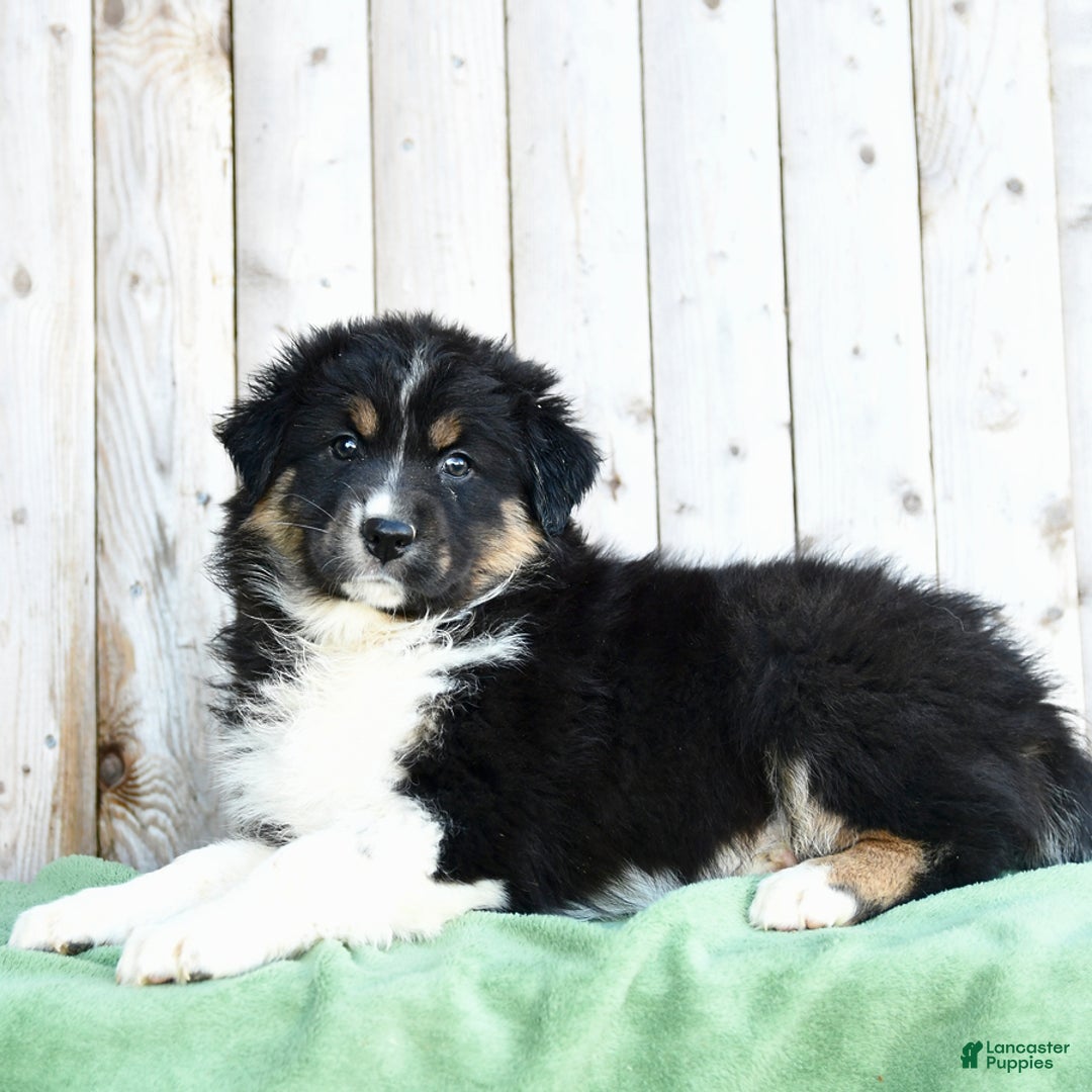 Australian Shepherd dogs for sale: Daffodile - Ad 2