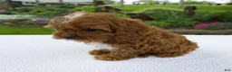Cavapoo dogs for sale: Ivy - Ad 4