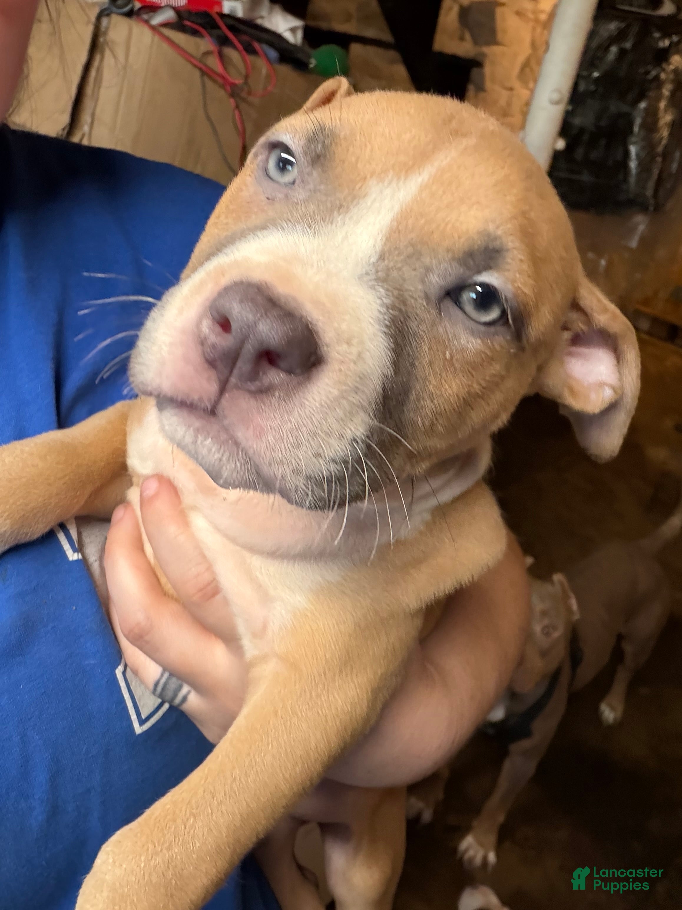 American Bully dogs for sale: American bully 6 - Ad 3