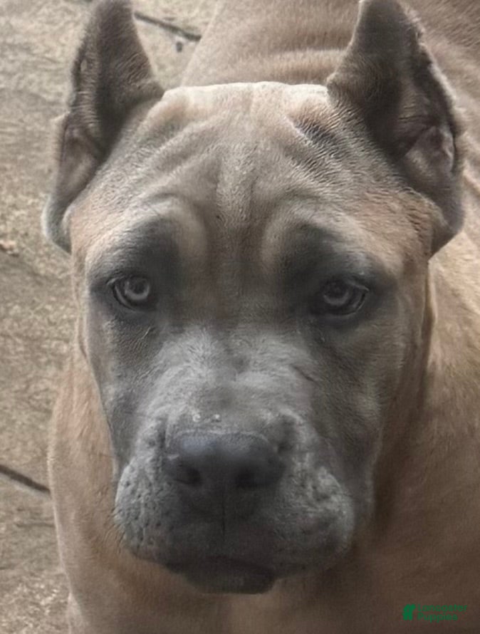 Cane Corso dogs Cane Corso Puppy 2 - Ad 2
