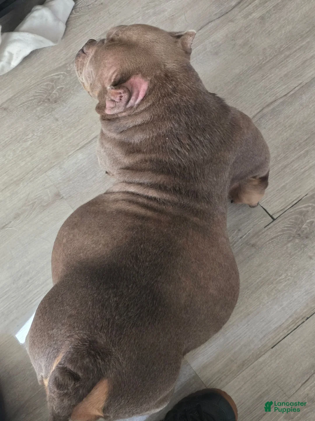 American Bully dogs for sale: American Bully 1 - Ad 2