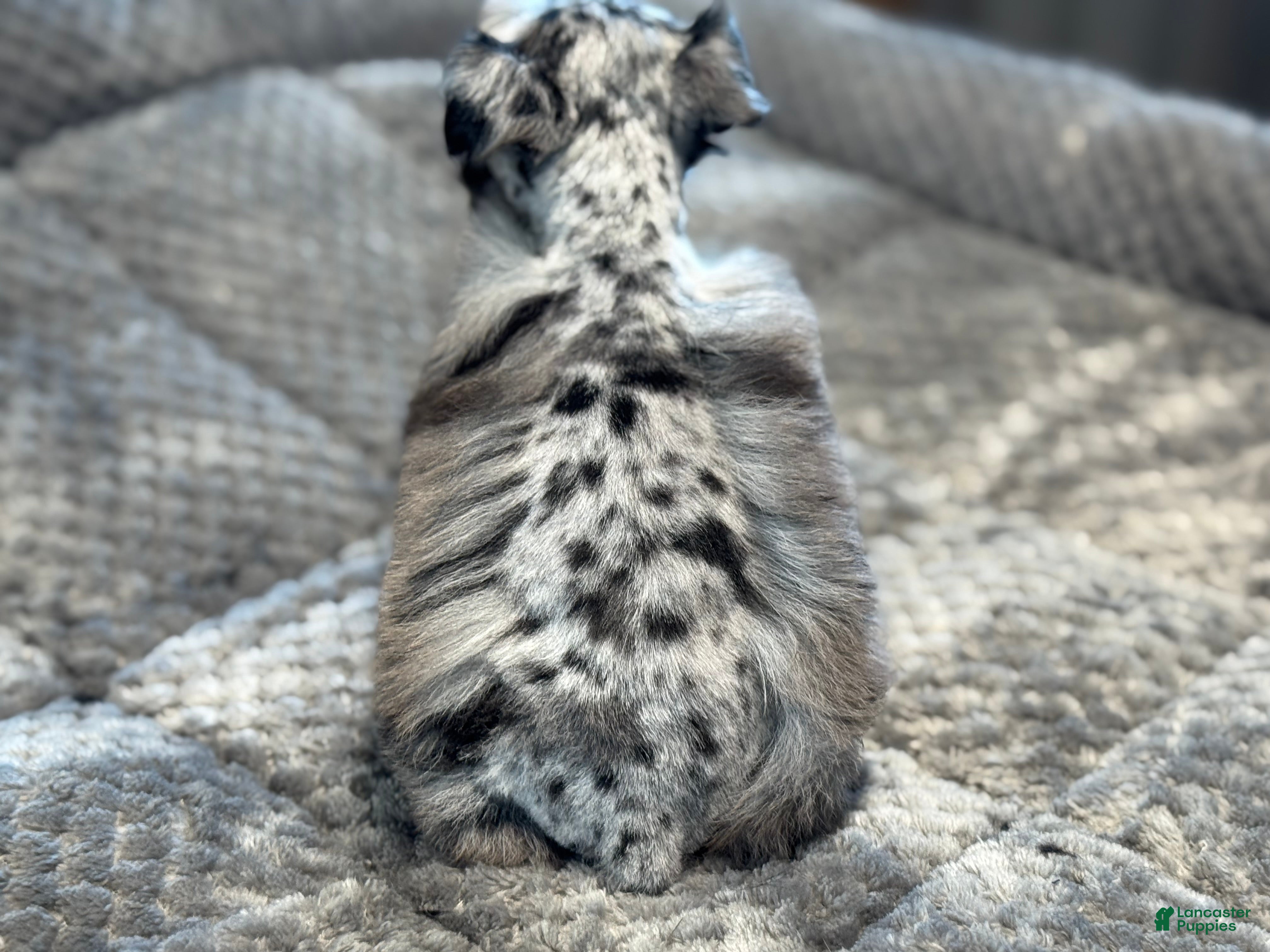 Miniature Schnauzer dogs Peep - Ad 2