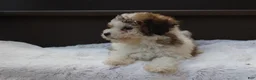 Miniature Poodle dogs for sale: Hallie - Ad 4