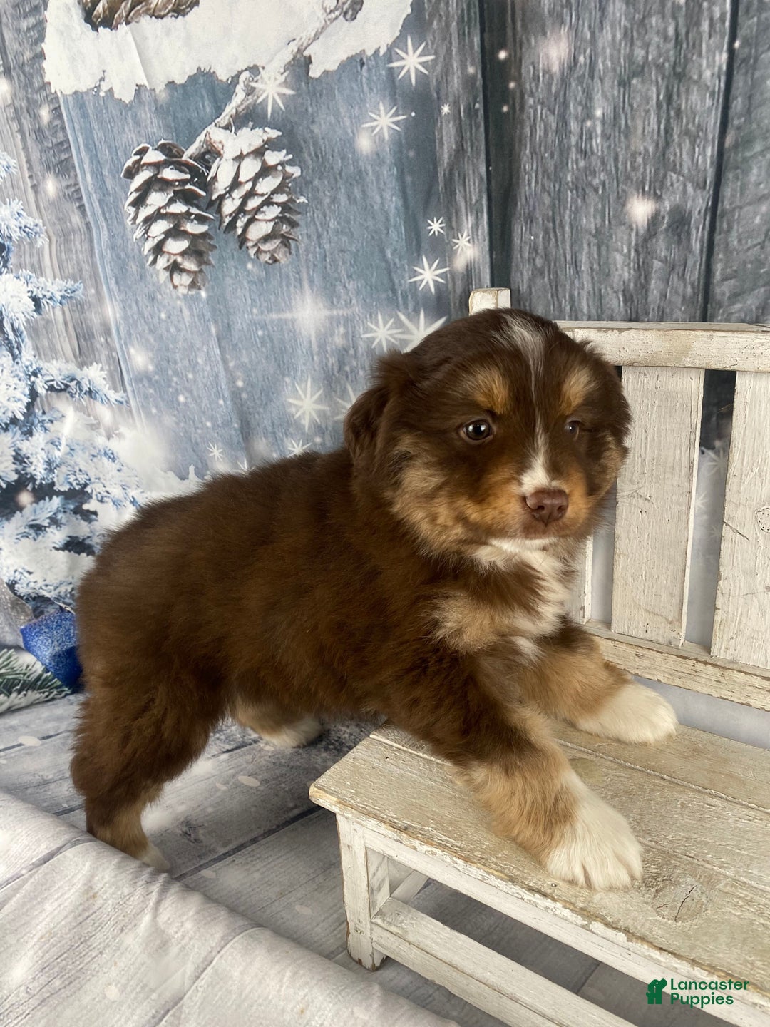 Australian Shepherd dogs for sale: Orion - Ad 7
