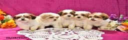 Shihpoo dogs for sale: Jana - Ad 5