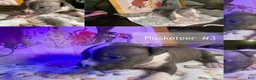 American Bully dogs for sale: Muskeeter #2 - Ad 1