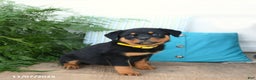 Rottweiler dogs for sale: Addie - Ad 5