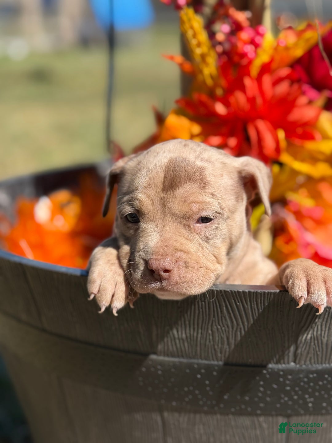 American Bully dogs for sale: Stormy - Ad 10