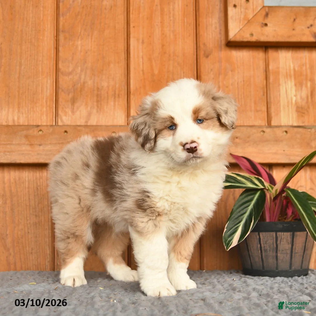 Australian Shepherd dogs for sale: Adam  - Ad 3